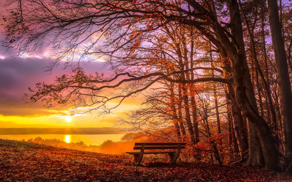 A sun shines through with a bench by a lake surrounded by trees