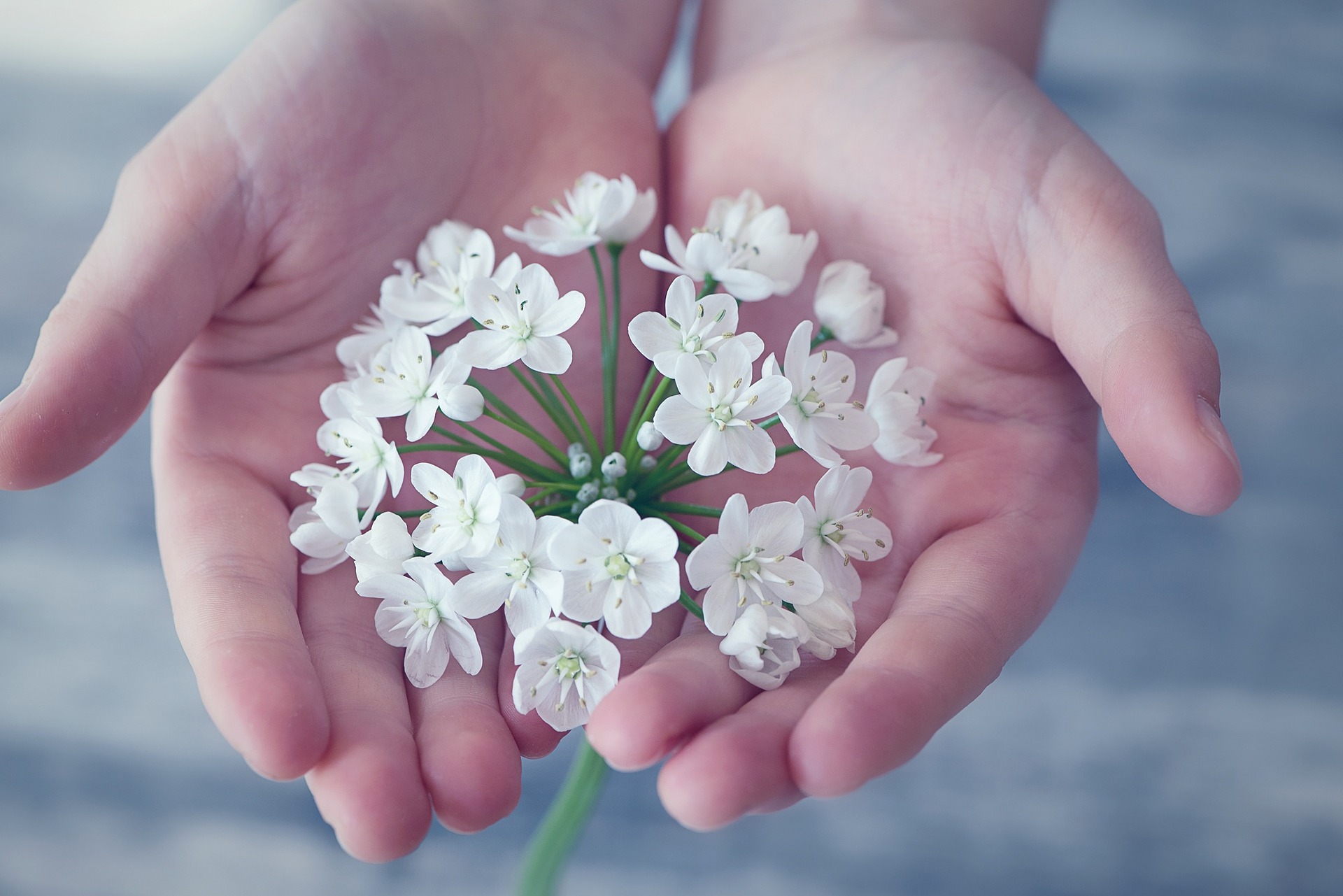 Two hands hold white flowers in the palm.