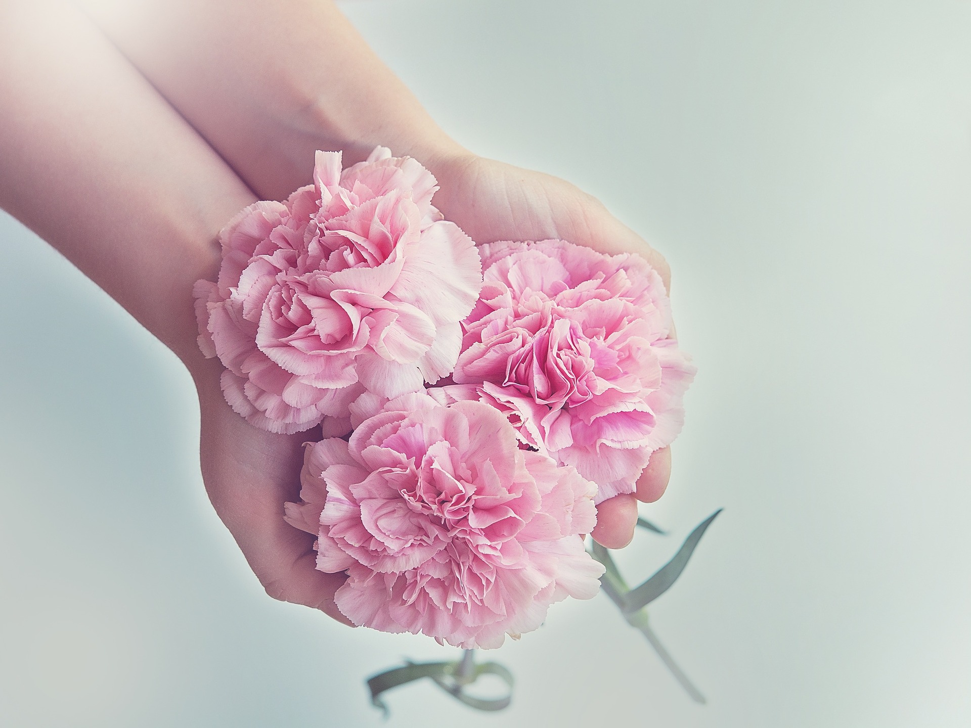 Two hands hold pink flowers in their palms.